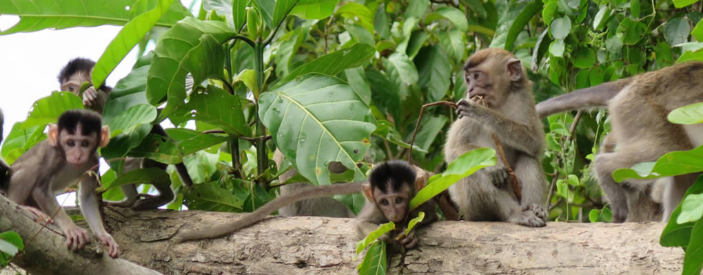 Viaje a Malasia, guía de viaje Malasia