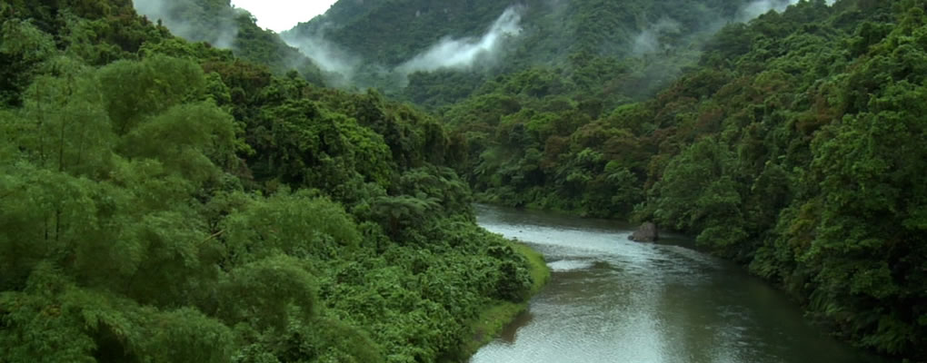 Camino entre naturaleza frondosa en Islas Fiji