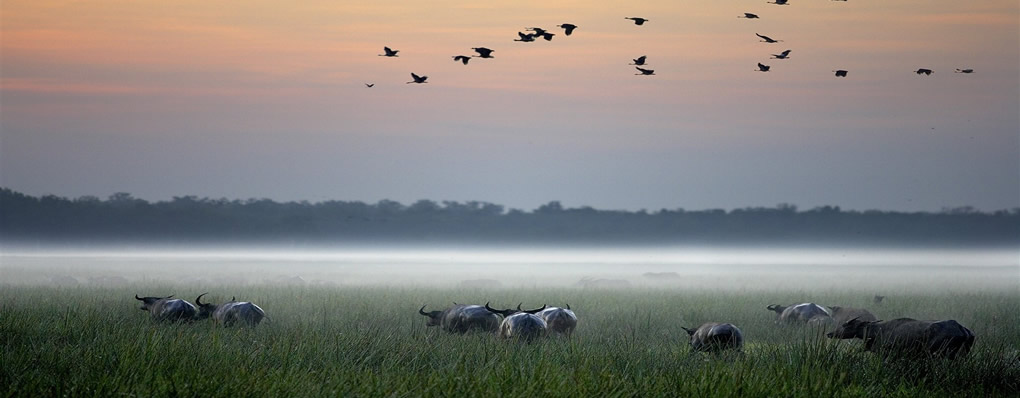 Búfalos en el Parque nacional Kakadu Bamurru Plains 