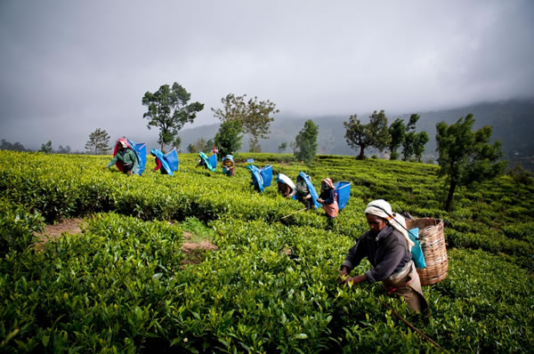 campos té Sri Lanka