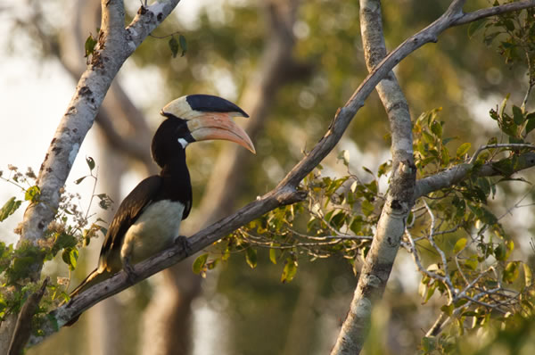 Safari Parque Nacional Yala