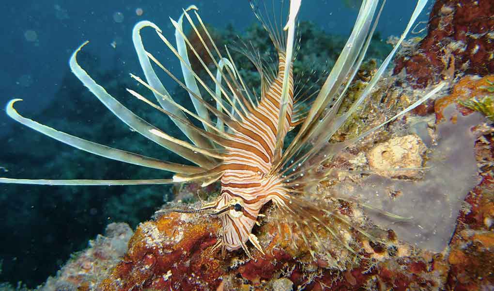 Pez de color naranja Buceo Fiji