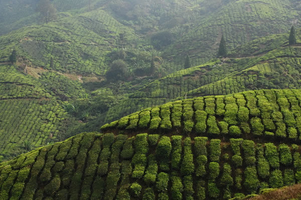 Viajes a Sri Lanka y maldivas Tren Nuwara Eliya a Kandy