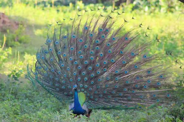 Viajes a Sri Lanka y maldivas Parque Nacional Yala